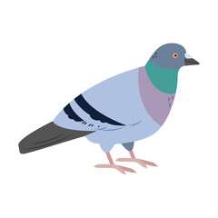 Pigeon isolated on a white background. City birds. Vector flat illustration.