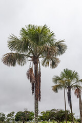 Palm trees  group and ripe buriti fruits (Mauritia flexuosa), fruits very rich in vitamin A. They grow in marshy or very humid terrain. Brazilian fruits