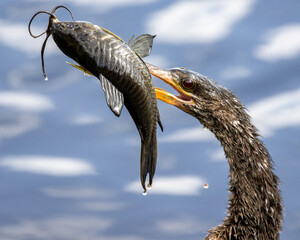 Anhinga with a catfish