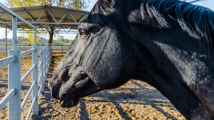 Beautiful Black Horse portrait in the stable outdoors.