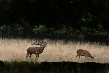 Red deer during rutting time. Deer in wildlife. European nature. 