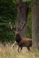 Red deer during rutting time. Deer in wildlife. European nature. 