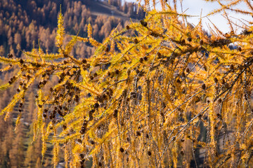Closeup view of colorful golden larch during autumn  