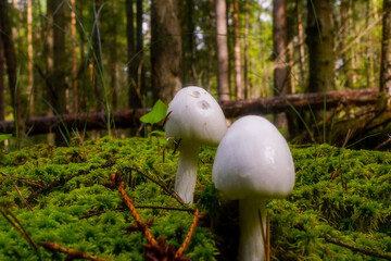 White toadstool in the autumn forest and moss.