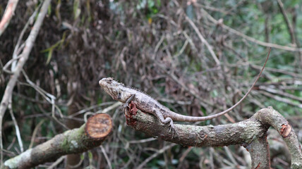 A camouflage eastern garden lizard on top of a cut down branch tip with a biting mosquito on the head