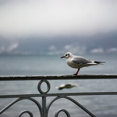 seagull on pier