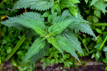 Young green wet nettles after the rain. Stinging nettle, a medicinal plant that is used as a bleeding, antipyretic, diuretic.