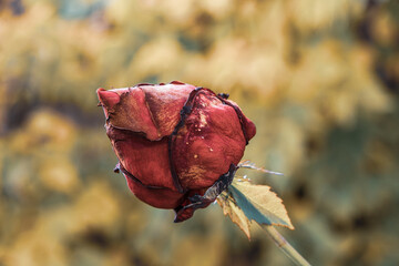 dried rose in the garden