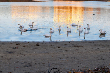 white swans at sunrise under colorful sky
