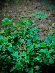 green leaves in the garden