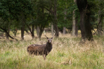 Sika deer in the forest. Deer in wildlife. European nature. 