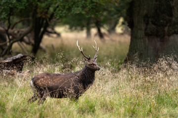 Sika deer in the forest. Deer in wildlife. European nature. 