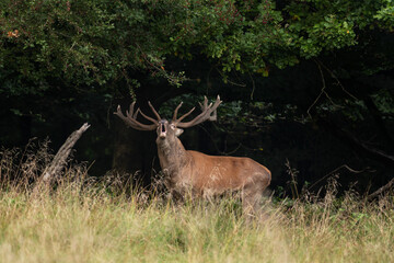 Red deer during rutting time. Deer in wildlife. European nature. 