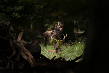 Red deer during rutting time. Deer in wildlife. European nature. 