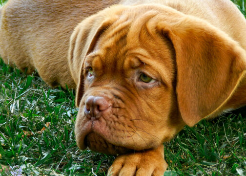 dogue de bordeaux puppy