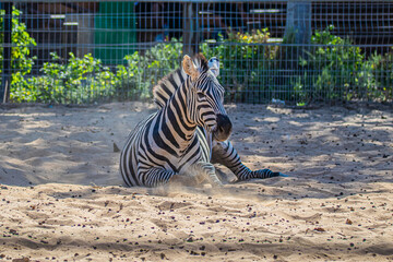 zebra lies on the sand in the zoo