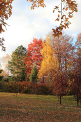 Naklejka premium exotic sketches of autumn nature in the Botanical Garden