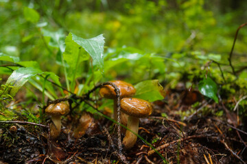 Mushrooms after the rain in the autumn forest.