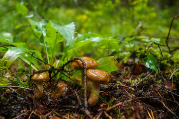 Mushrooms after the rain in the autumn forest.