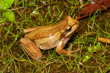 Brown Tree Frog on marshy ground