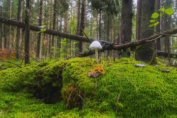 White toadstool in the autumn forest and moss.