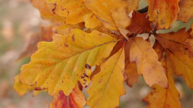 Slow motion panning shot of yellow, orange, green, and brown English white oak tree leaves in autumn or fall season as peak foliage begins to fade.