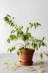 Houseplant Ficus Benjamin Kinky loses leaves from improper plant care, yellow fallen leaves next to a flower pot