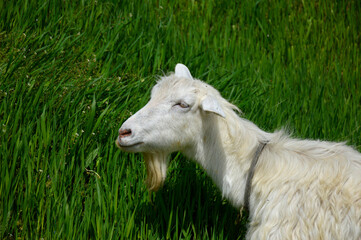 white hornless goat close-up, the animal has no horns and a long beard, the goat grazes on a green meadow