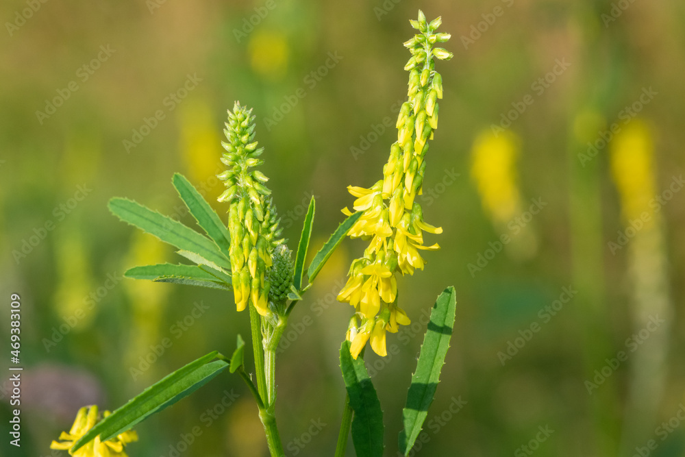 Wall mural sweet yellow clover (melilotus officinalis) flowers