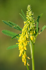 Sweet yellow clover (melilotus officinalis) flowers