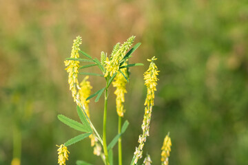Sweet yellow clover (melilotus officinalis) flowers