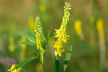 Sweet yellow clover (melilotus officinalis) flowers