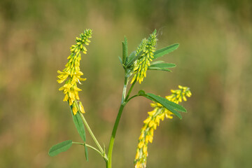 Sweet yellow clover (melilotus officinalis) flowers