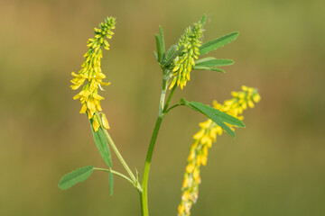 Fototapeta premium Sweet yellow clover (melilotus officinalis) flowers