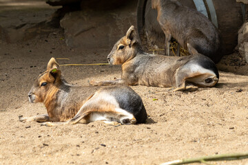 mammal’s in the zoo of Antwerp