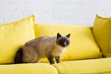 furry cat sitting on yellow couch with soft pillows