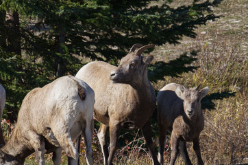A Flock of Big Horned Sheep