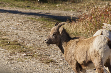 A Young Big Horned Sheep at the Side of the Road