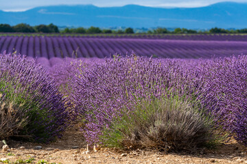 Fototapeta premium Touristic destination in South of France, colorful lavender and lavandin fields in blossom in July on plateau Valensole, Provence.