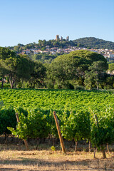 Wine making in  department Var in  Provence-Alpes-Cote d'Azur region of Southeastern France, vineyards in July with young green grapes near Saint-Tropez, cotes de Provence wine.