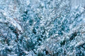 Sprinkled with the first snow, branches of the creeping shrub of the Cossack Juniper (or Juniperus sabina). Small snowflakes swirl in the air. Selective focus, close-up.