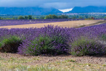 Obraz premium Touristic destination in South of France, colorful lavender and lavandin fields in blossom in July on plateau Valensole, Provence.