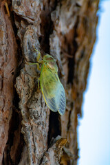 Symbol of Provence, 1 day young cicada orni insect sits on tree close-up