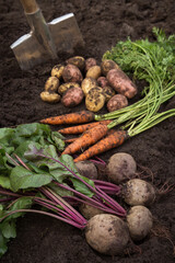 Organic vegetables. Autumn harvest of fresh raw carrot, beetroot and potatoes on soil, ground in garden