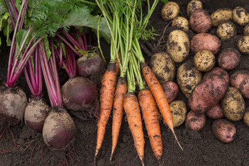 Organic vegetables background. Harvest of fresh raw carrot, beetroot and potatoes on soil in garden, top view	

