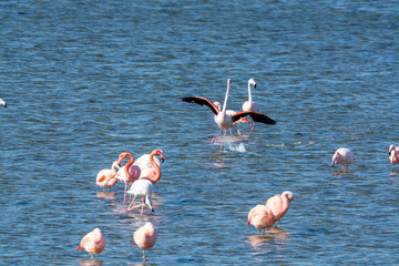 Colony of pink flamingos wintering in Grevelingen salt lake near Battenoord village in Zeeland, Netherlands