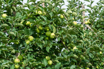 Young green apples growing on apple trees on orchards in Provence, France