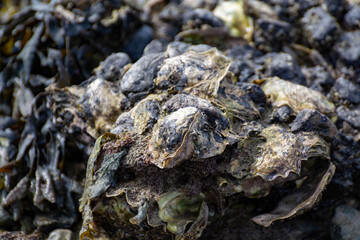 Wild creuse oysters shellfish growing on stones in salted water of Oesterschelde during low tide, Zeeland, Netherlands