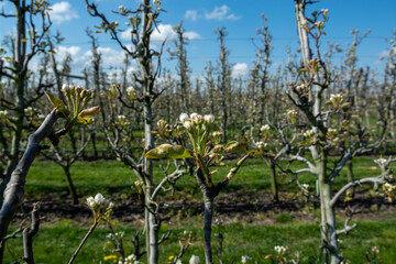 Begin of spring blossom of pear trees in Dutch orchards