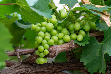 Bunch of green unripe table grapes hanging on grape plant in vineyard
